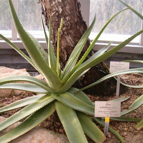 Aloe bulbilifera paulianae