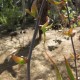 Aloe bulbilifera paulianae