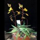 Bulbine alveolata