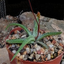 Bulbine alveolata