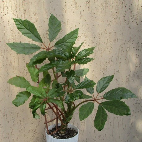 Begonia carolineifolia
