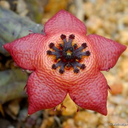 Tromotriche longii