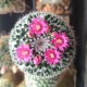 Mammillaria sp