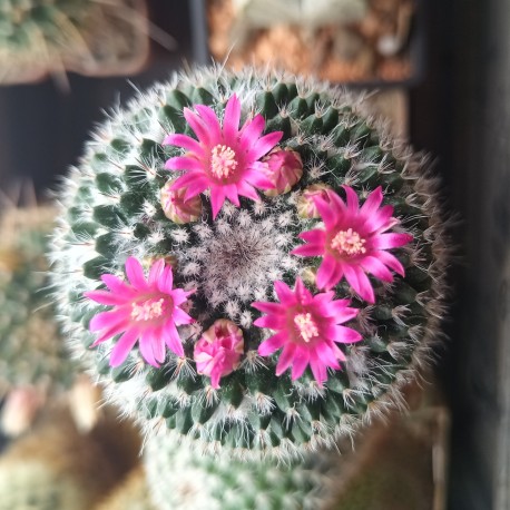 Mammillaria sp