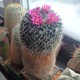 Mammillaria sp
