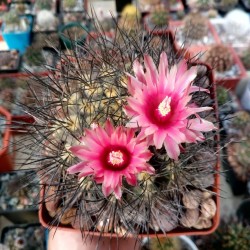 Neochilenia taltalensis