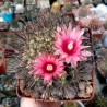 Неочиления Neochilenia taltalensis - Галерея