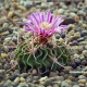 Echinofossulocactus lamellosus
