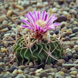 Echinofossulocactus lamellosus