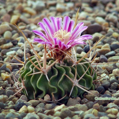 Echinofossulocactus lamellosus