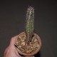 Euphorbia confinalis