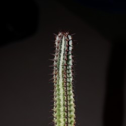 Euphorbia confinalis