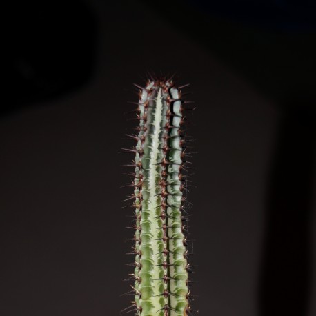Euphorbia confinalis