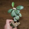 Euphorbia ambovombensis