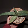 Aloe branddraaiensis