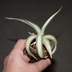 Agave Kichiokan Albomarginata