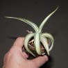 Agave Kichiokan Albomarginata