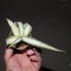 Agave Kichiokan Albomarginata
