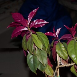 Переския Pereskia aculeata