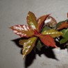 Pereskia aculeata godseffiana - Переския Годсеффа