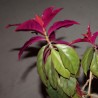 Pereskia aculeata - черенок