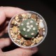 Astrophytum Ooibo