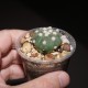 Astrophytum Ooibo