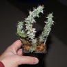 Euphorbia horrida monstrosa
