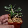 Euphorbia capsaintemariensis