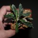 Euphorbia capsaintemariensis