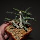 Euphorbia capsaintemariensis