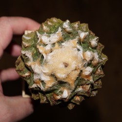 Ariocarpus fissuratus