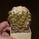 Ariocarpus fissuratus