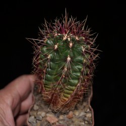 Thelocactus bicolor