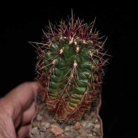 Thelocactus bicolor