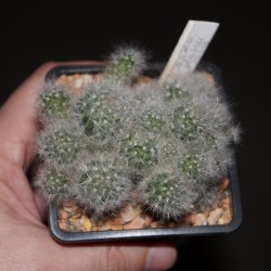 ъ26 Маммиллярия Mammillaria glassii - Галерея