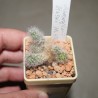 Mammillaria glassii