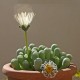 Fenestraria rhopalophylla