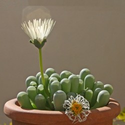 Fenestraria rhopalophylla