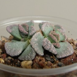 Titanopsis calcarea