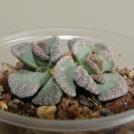 Titanopsis calcarea