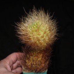 Eriosyce senilis