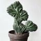 Myrtillocactus geometrizans cristata