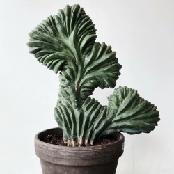 Myrtillocactus geometrizans cristata