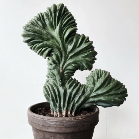 Myrtillocactus geometrizans cristata