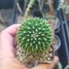 Mammillaria mystax