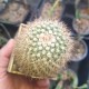 Parodia rubriflora