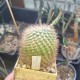 Parodia rubriflora