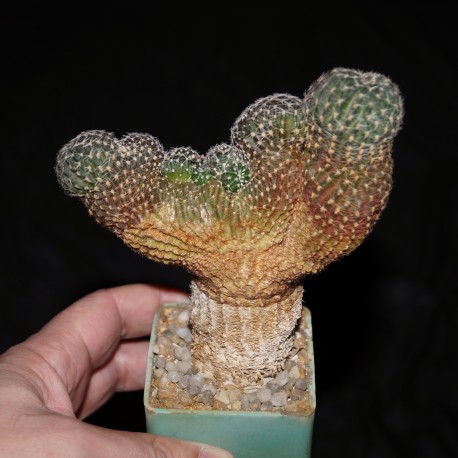 Rebutia cristata