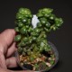 Sedum lucidum obesum cristata